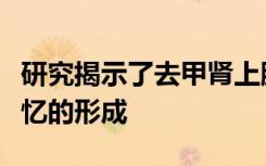 研究揭示了去甲肾上腺素释放如何影响恐惧记忆的形成