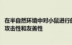 在半自然环境中对小鼠进行的研究表明 催产素激素如何增强攻击性和友善性