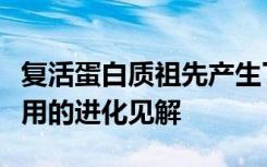 复活蛋白质祖先产生了它们在人体细胞中的作用的进化见解