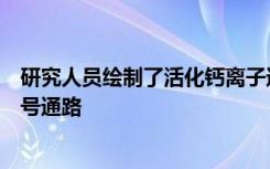 研究人员绘制了活化钙离子通道连接钙进入和退出的关键信号通路