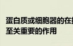 蛋白质或细胞器的在控制各种细胞过程中起着至关重要的作用