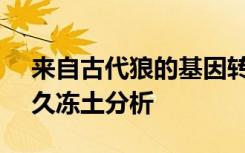 来自古代狼的基因转录本经过14000年的永久冻土分析