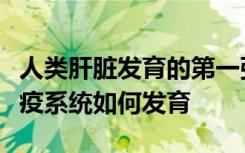 人类肝脏发育的第一张细胞图揭示了血液和免疫系统如何发育