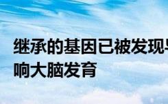 继承的基因已被发现导致亨廷顿氏病从小就影响大脑发育