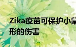 Zika疫苗可保护小鼠胎儿免受脑部感染和畸形的伤害