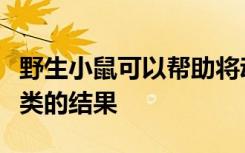 野生小鼠可以帮助将动物模型的结果转化为人类的结果