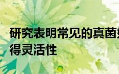 研究表明常见的真菌如何在不同宿主环境中获得灵活性