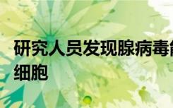 研究人员发现腺病毒能够更好地靶向和杀死癌细胞