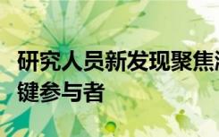 研究人员新发现聚焦淋巴系统是人类健康的关键参与者