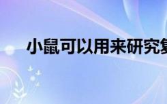 小鼠可以用来研究复杂决策的神经回路