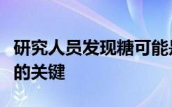 研究人员发现糖可能是更准确地检测前列腺癌的关键