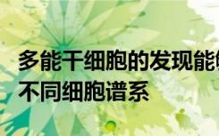 多能干细胞的发现能够分化为构成人体的各种不同细胞谱系