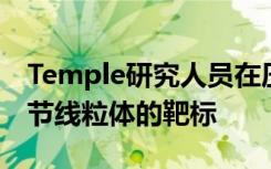 Temple研究人员在压力过程中发现了新的调节线粒体的靶标