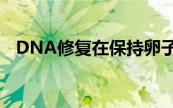 DNA修复在保持卵子质量中所起到的作用