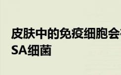 皮肤中的免疫细胞会在进入人体之前杀死MRSA细菌