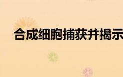 合成细胞捕获并揭示免疫系统的隐藏信息