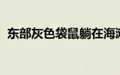 东部灰色袋鼠躺在海滩上等待人们分发食物