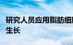 研究人员应用脂肪细胞来传递药物以抑制肿瘤生长