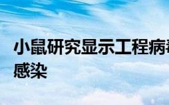 小鼠研究显示工程病毒可能能够阻止冠状病毒感染