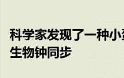 科学家发现了一种小蛋白质可以使芽和根中的生物钟同步