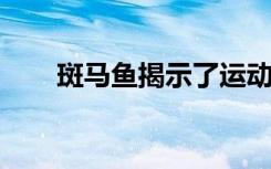 斑马鱼揭示了运动神经元疾病的奥秘