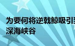 为要何将逆戟鲸吸引到西澳大利亚州南海岸的深海峡谷