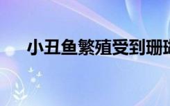 小丑鱼繁殖受到珊瑚礁中人造光的威胁