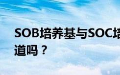 SOB培养基与SOC培养基有哪些区别，你知道吗？