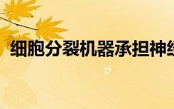 细胞分裂机器承担神经元制造者的双重责任