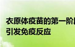 衣原体疫苗的第一阶段试验发现它是安全的并引发免疫反应