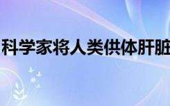 科学家将人类供体肝脏的储存时间增加了三倍