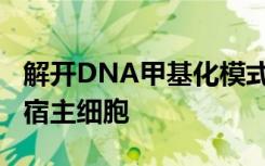 解开DNA甲基化模式可以简化外源DNA导入宿主细胞