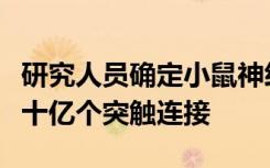 研究人员确定小鼠神经元中的神经元如何形成十亿个突触连接