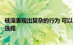 硅藻表现出复杂的行为 可以在寻找性伴侣或营养源之间进行选择