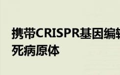 携带CRISPR基因编辑器进入葡萄球菌可以杀死病原体