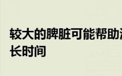 较大的脾脏可能帮助海上游牧民在水下停留更长时间