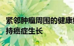 紧邻肿瘤周围的健康细胞变得更像干细胞并支持癌症生长