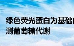 绿色荧光蛋白为基础的葡萄糖指标用于实时监测葡萄糖代谢