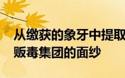 从缴获的象牙中提取的DNA揭开了非洲三大贩毒集团的面纱