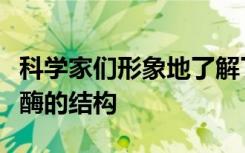 科学家们形象地了解了制造甘油三酸酯的关键酶的结构