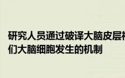 研究人员通过破译大脑皮层神经元的遗传程序 揭示了控制我们大脑细胞发生的机制