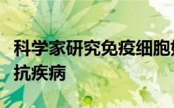 科学家研究免疫细胞如何感知和响应环境以抵抗疾病