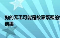 狗的无毛可能是故意繁殖的结果或者在某些品种中是缺陷的结果