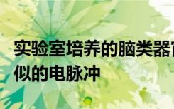 实验室培养的脑类器官和早产儿的大脑产生类似的电脉冲