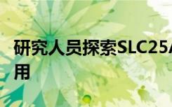 研究人员探索SLC25A32在癌细胞增殖中的作用