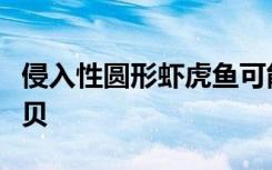 侵入性圆形虾虎鱼可能会濒临灭绝的法国溪贻贝