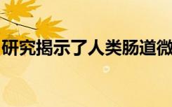 研究揭示了人类肠道微生物如何分解加工食品