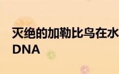 灭绝的加勒比鸟在水坟中经过2500年后产生DNA