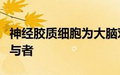 神经胶质细胞为大脑对社会压力反应的关键参与者