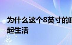 为什么这个8英寸的狼蛛和她的青蛙小伙伴一起生活